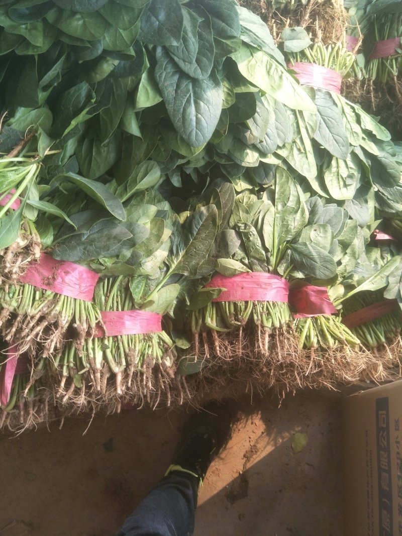 菠菜，精品菠菜，常年有货，可供全国各地大小市场和超市。