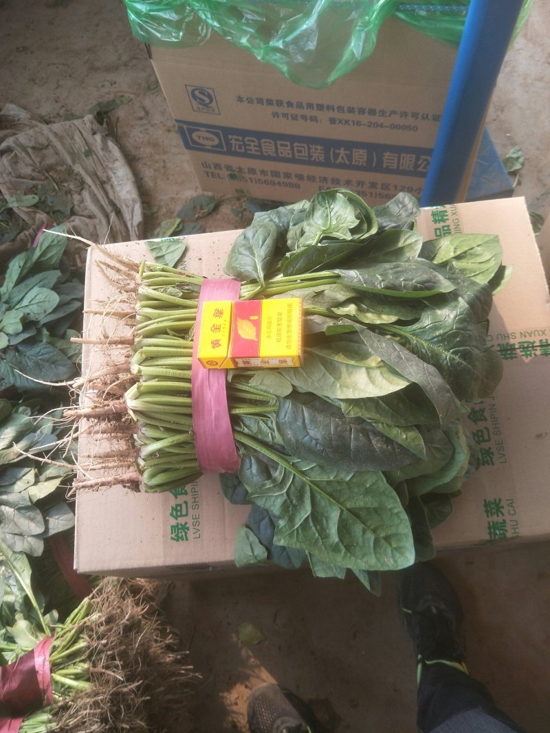 菠菜，精品菠菜，常年有货，可供全国各地大小市场和超市。