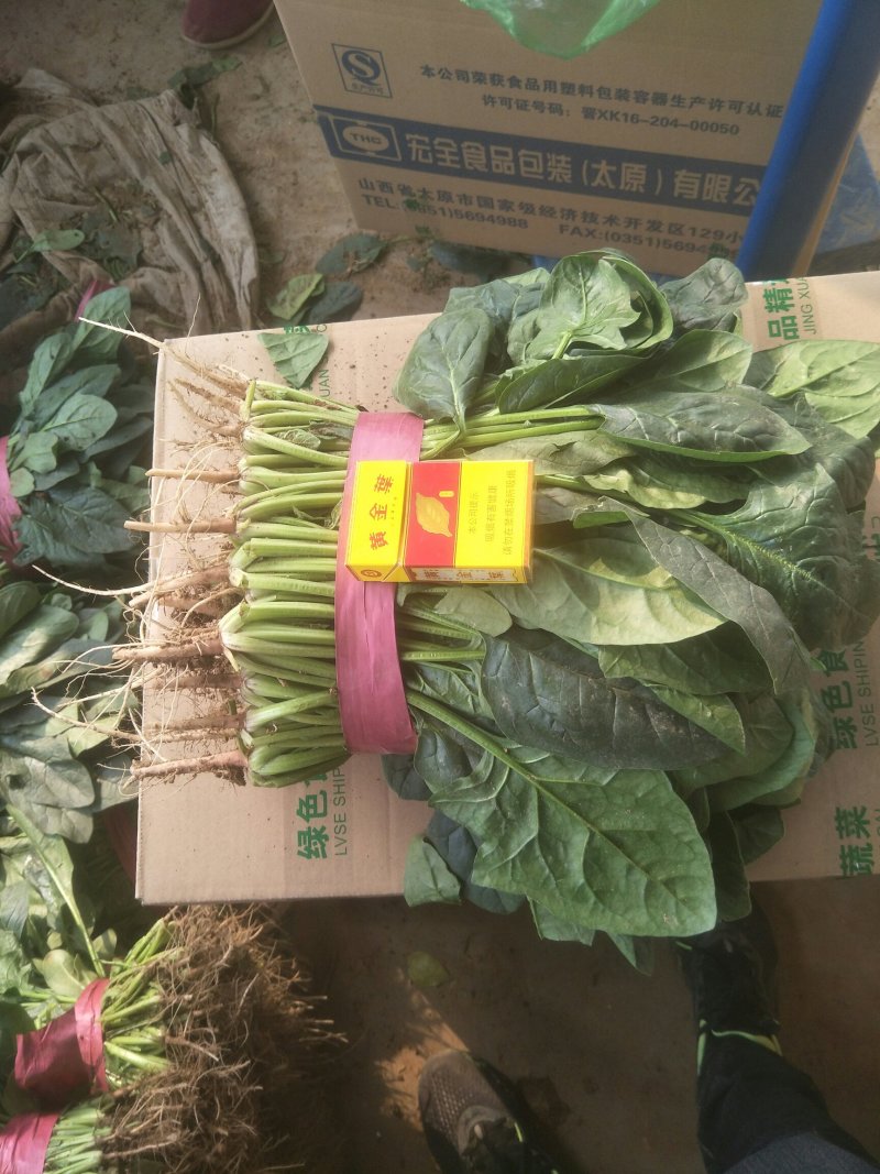 菠菜，精品菠菜，常年有货，可供全国各地大小市场和超市。