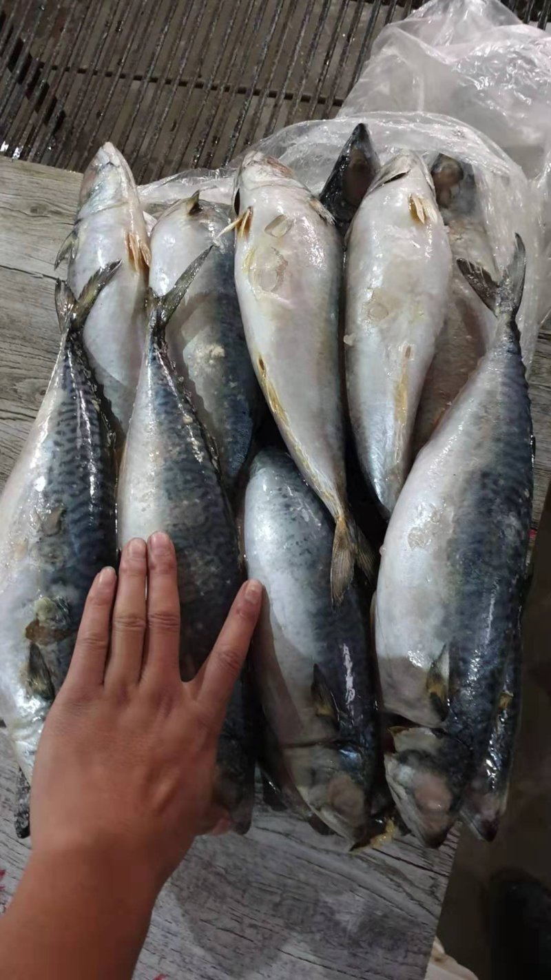 岚山本地鲐鱼（鲐鲅鱼）8两~1斤/条