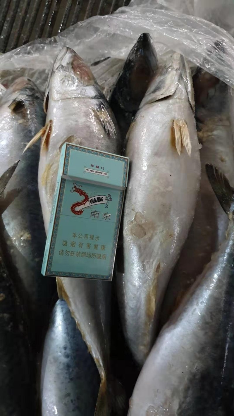 岚山本地鲐鱼（鲐鲅鱼）8两~1斤/条