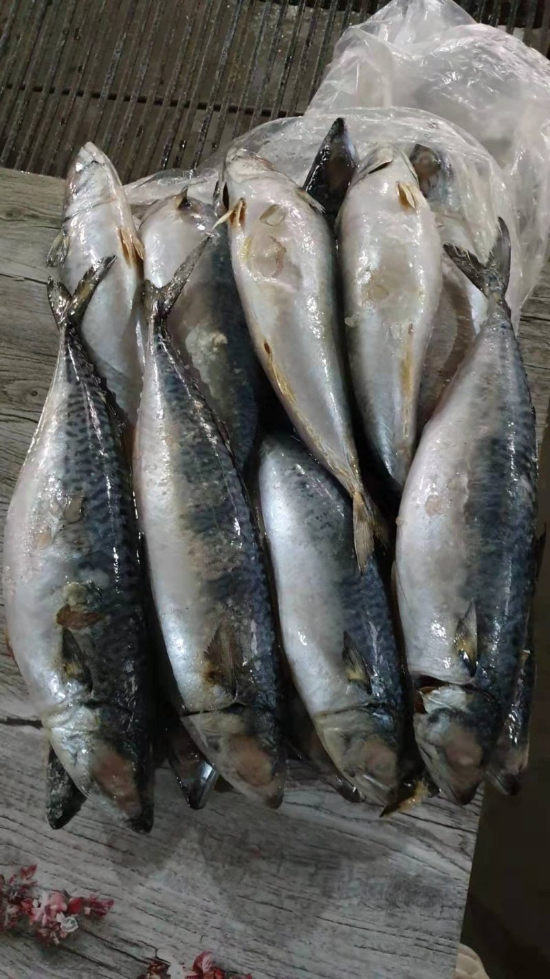 岚山本地鲐鱼（鲐鲅鱼）8两~1斤/条