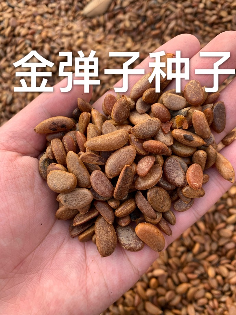 金弹子种子盆景树种子乌柿