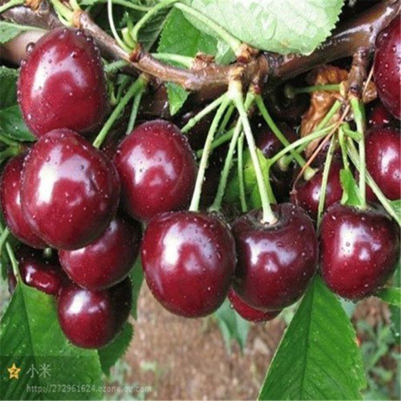 黑珍珠俄八美早矮化车厘子樱桃苗包活包邮