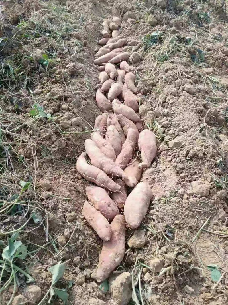 济薯大量上市