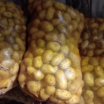 土豆种薯:级别一级，纯度高亩产量高，品种齐全。