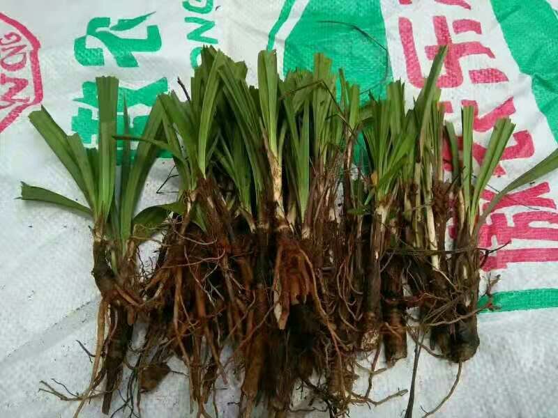 小叶仙茅药典指定品种含量够易存活欢迎老板采购