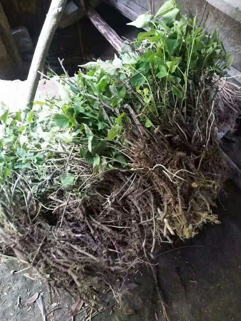 何首乌种苗夜交藤简单不复杂产量高易存活。