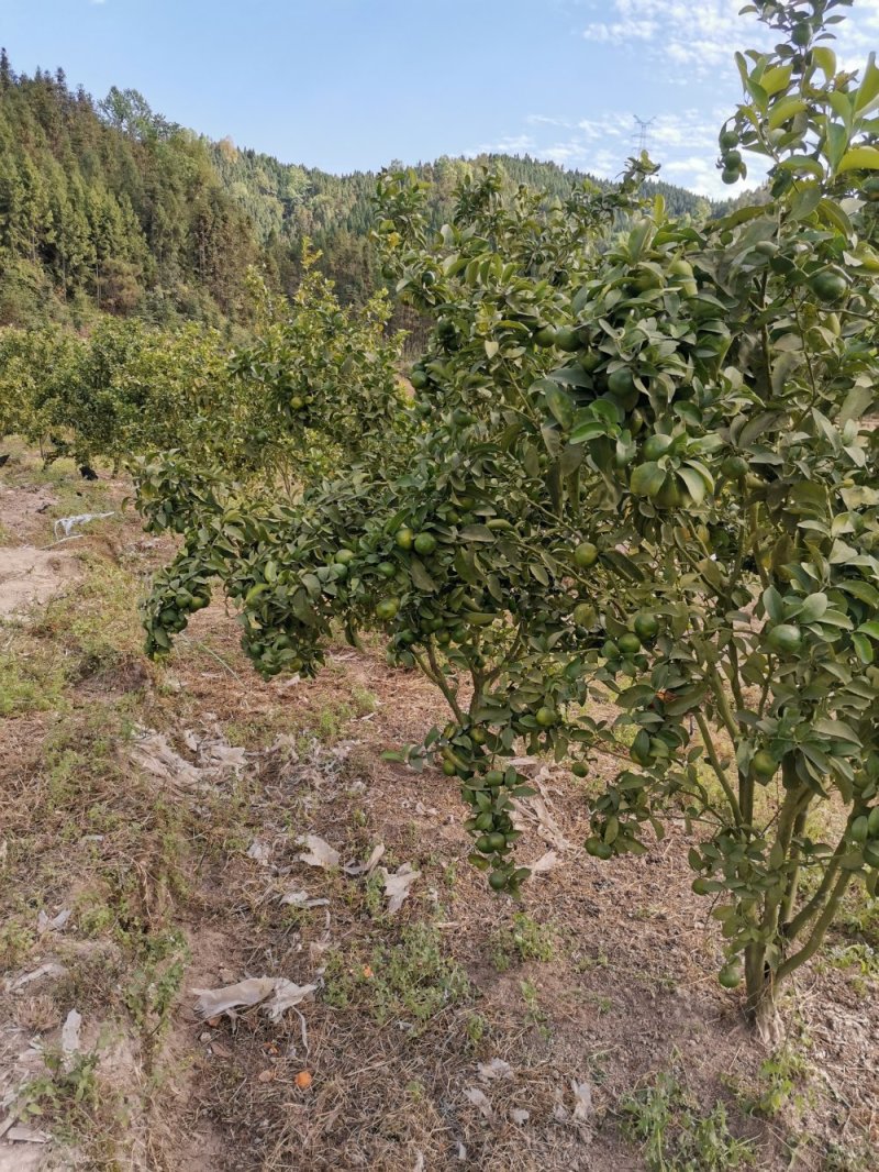 桔子树
