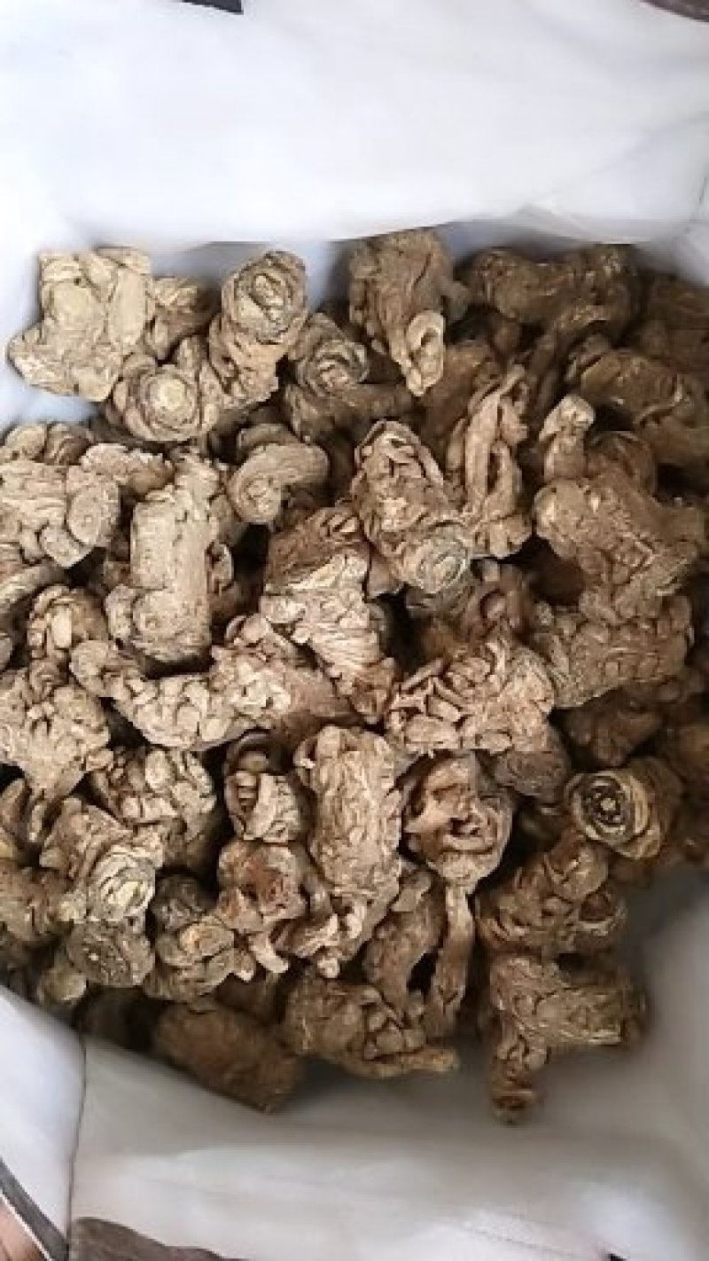 无硫岷当归头，产生于甘肃高寒山区，霜降时节采挖，