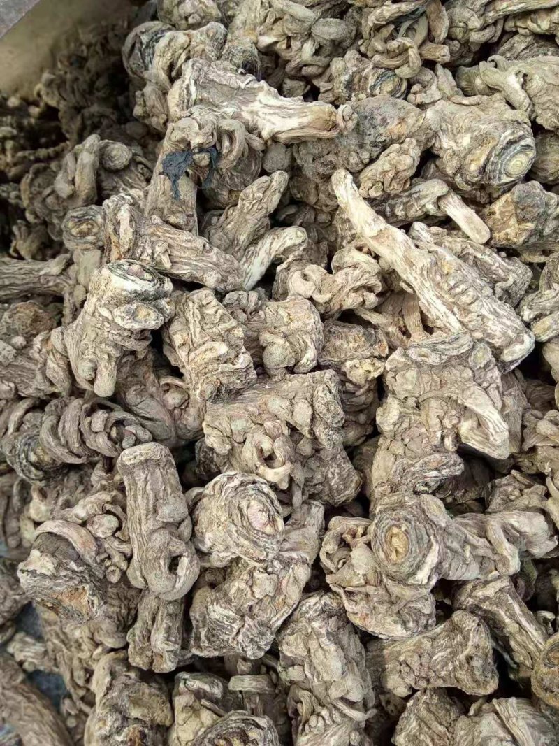 无硫岷当归头，产生于甘肃高寒山区，霜降时节采挖，