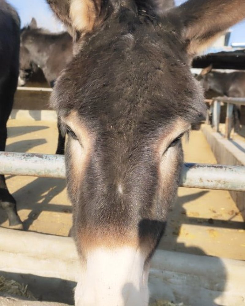 德州驴肉质鲜嫩营养价值高皮可制成阿胶