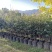 红花油茶