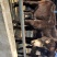 德州驴肉质鲜嫩营养价值高皮可制成阿胶
