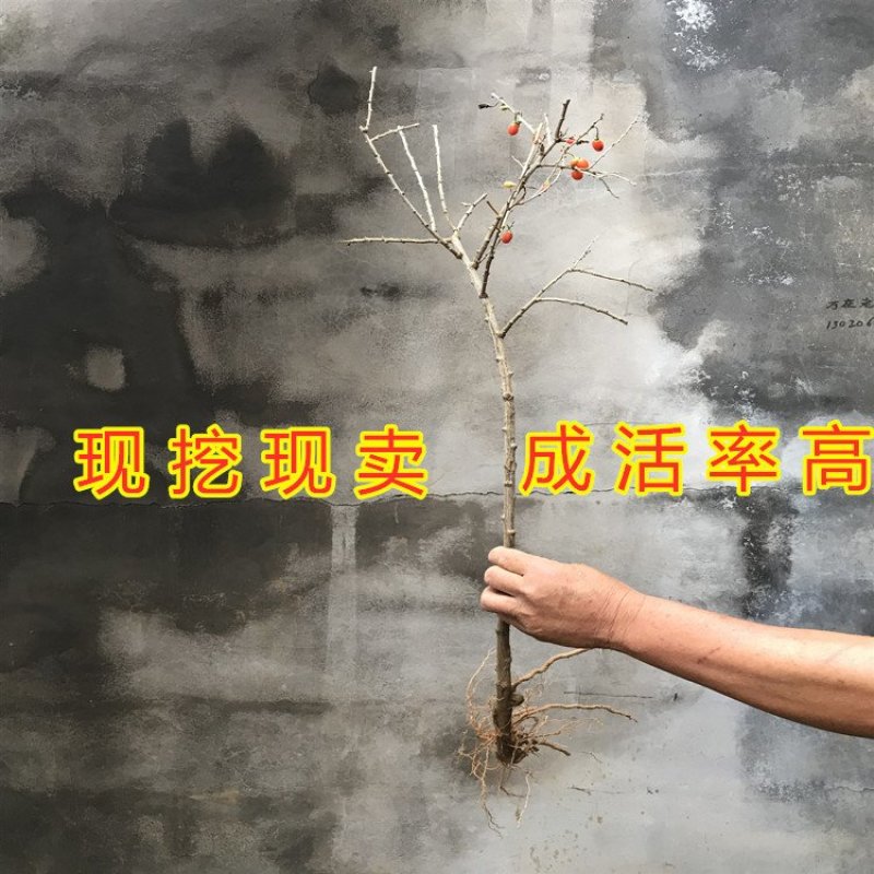 红枸杞苗药用枸杞树苗好养易活枸杞苗