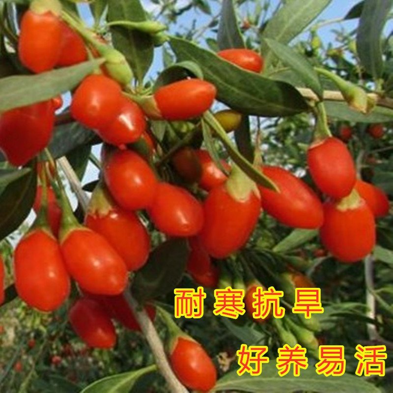 红枸杞苗药用枸杞树苗好养易活枸杞苗