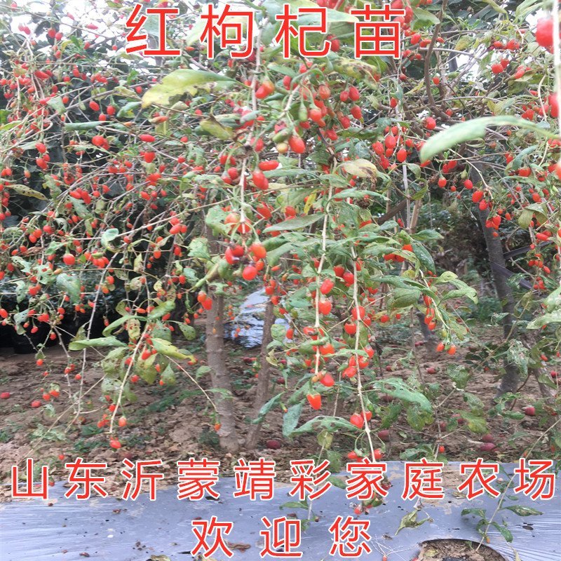 红枸杞苗药用枸杞树苗好养易活枸杞苗