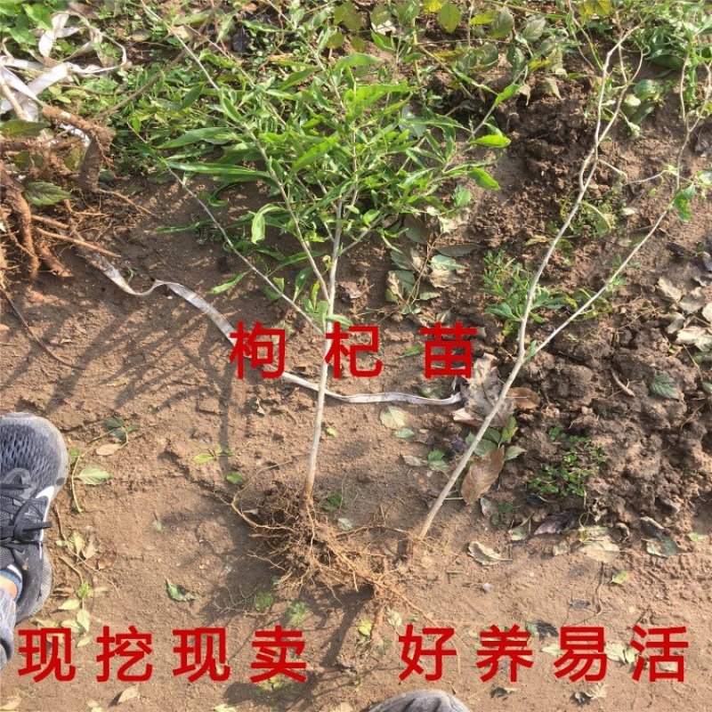 红枸杞苗药用枸杞树苗好养易活枸杞苗