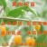 红枸杞苗药用枸杞树苗好养易活枸杞苗