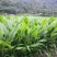 黄丝郁金种植简单产量高可套种一件全国代发