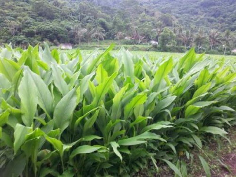 黄丝郁金种植简单产量高可套种一件全国代发