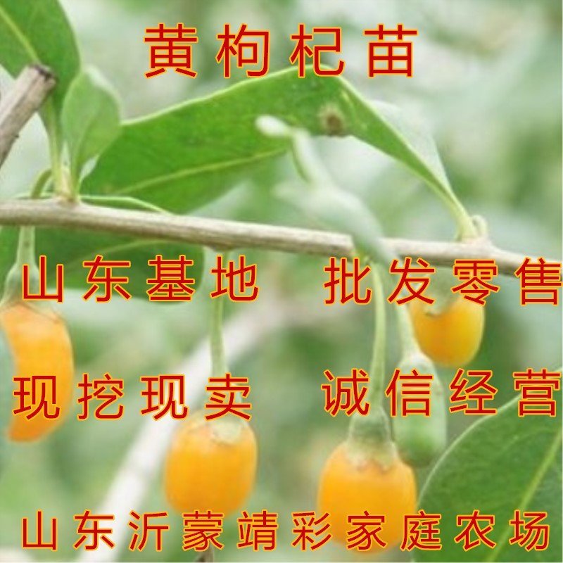 黄枸杞苗枸杞树苗红枸杞苗黑枸杞树苗品种枸杞苗药用枸杞树苗
