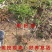 黄枸杞苗枸杞树苗红枸杞苗黑枸杞树苗品种枸杞苗药用枸杞树苗