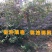 黄枸杞苗枸杞树苗红枸杞苗黑枸杞树苗品种枸杞苗药用枸杞树苗