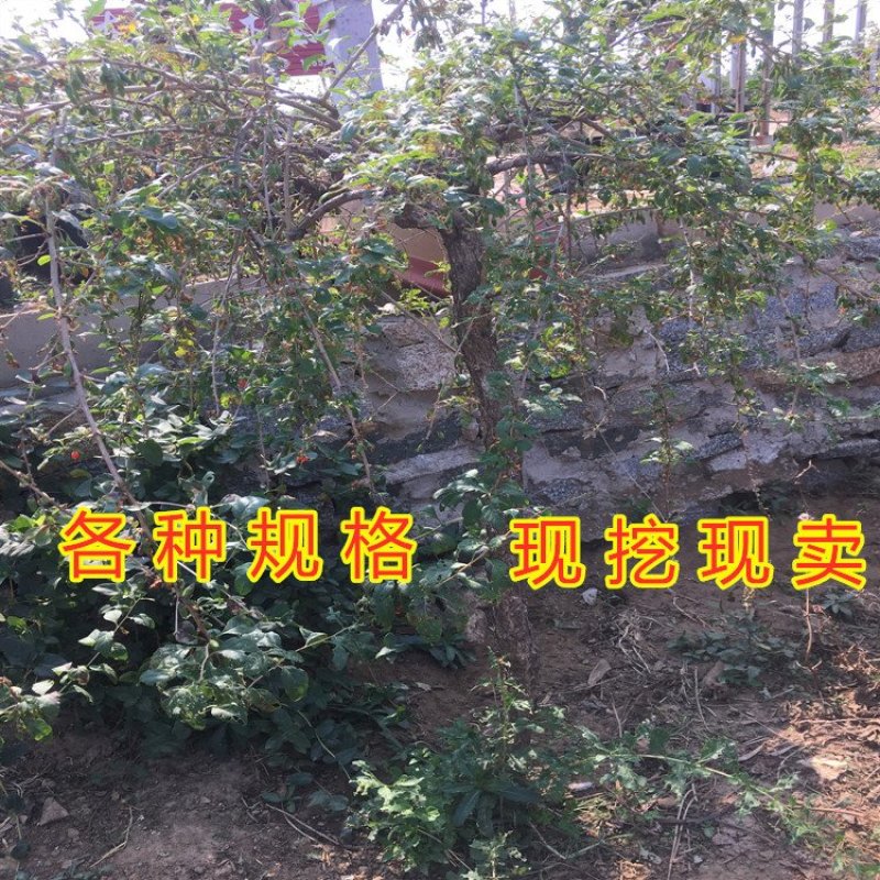 黄枸杞苗枸杞树苗红枸杞苗黑枸杞树苗品种枸杞苗药用枸杞树苗