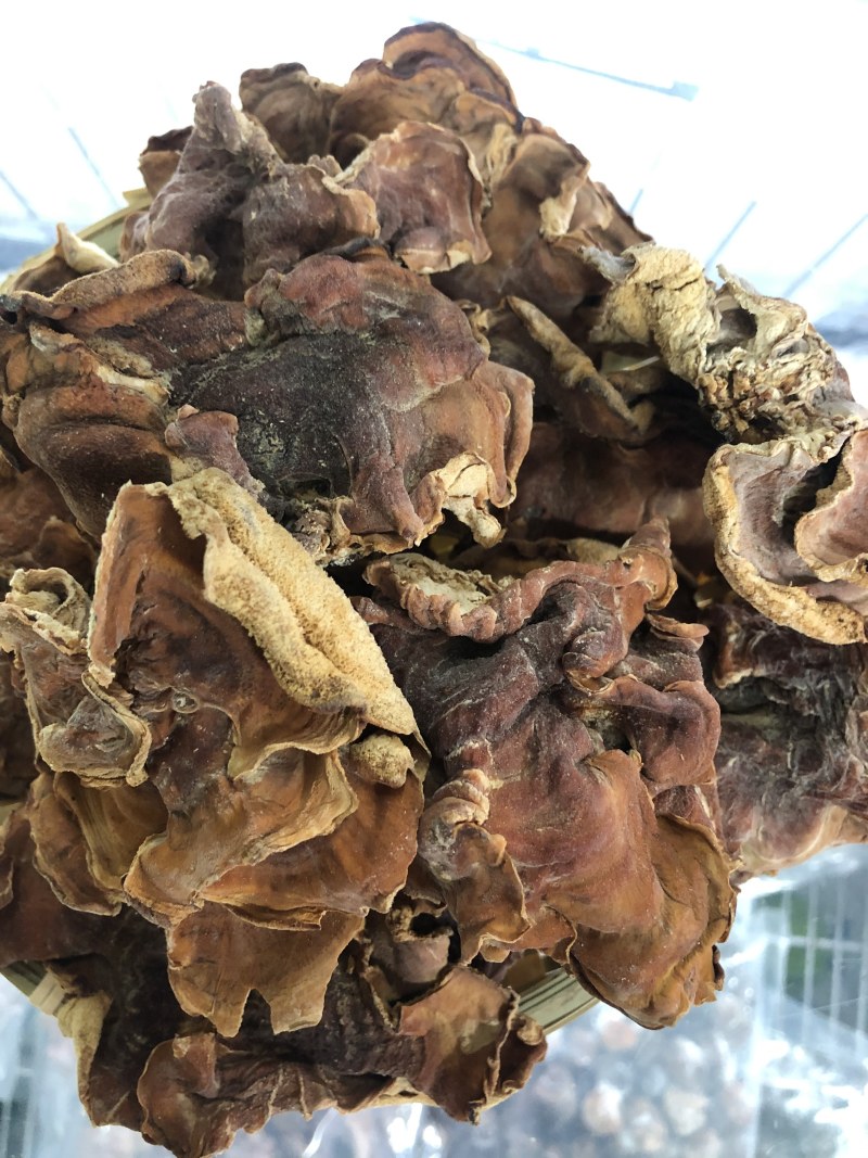 优质榆耳菌，朵大形优美