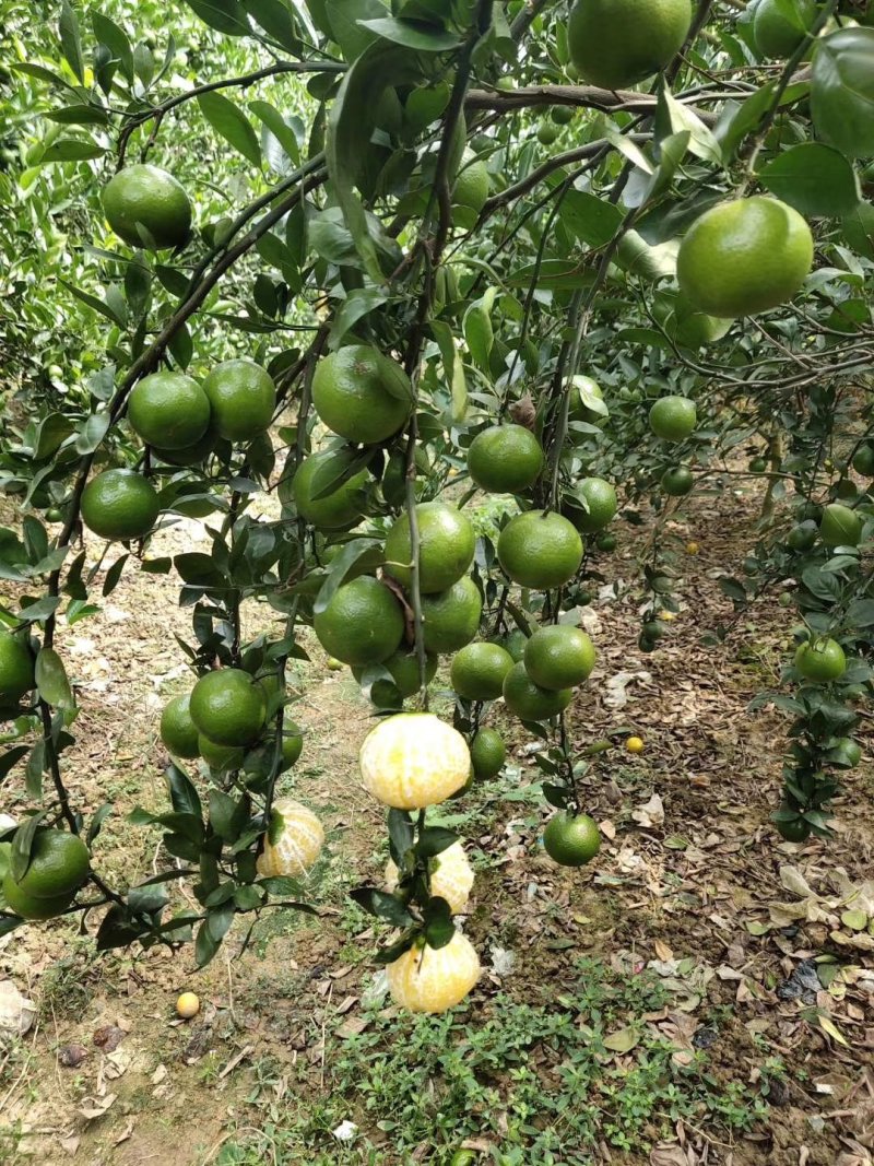 沃柑苗无核沃柑苗爱暖38号香橙头沃柑苗当年可结果包邮