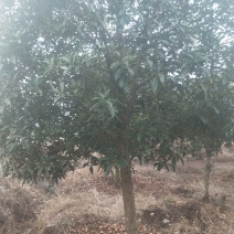 桂花树八月桂.树龄十四年.6000株