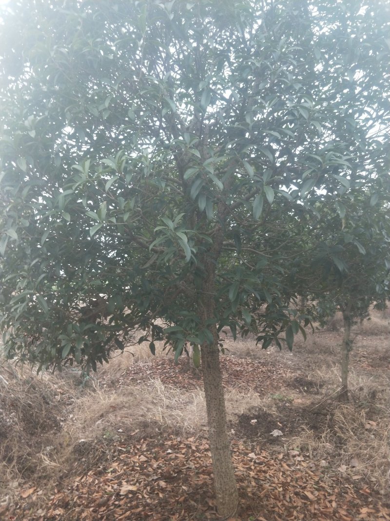 桂花树八月桂.树龄十四年.6000株