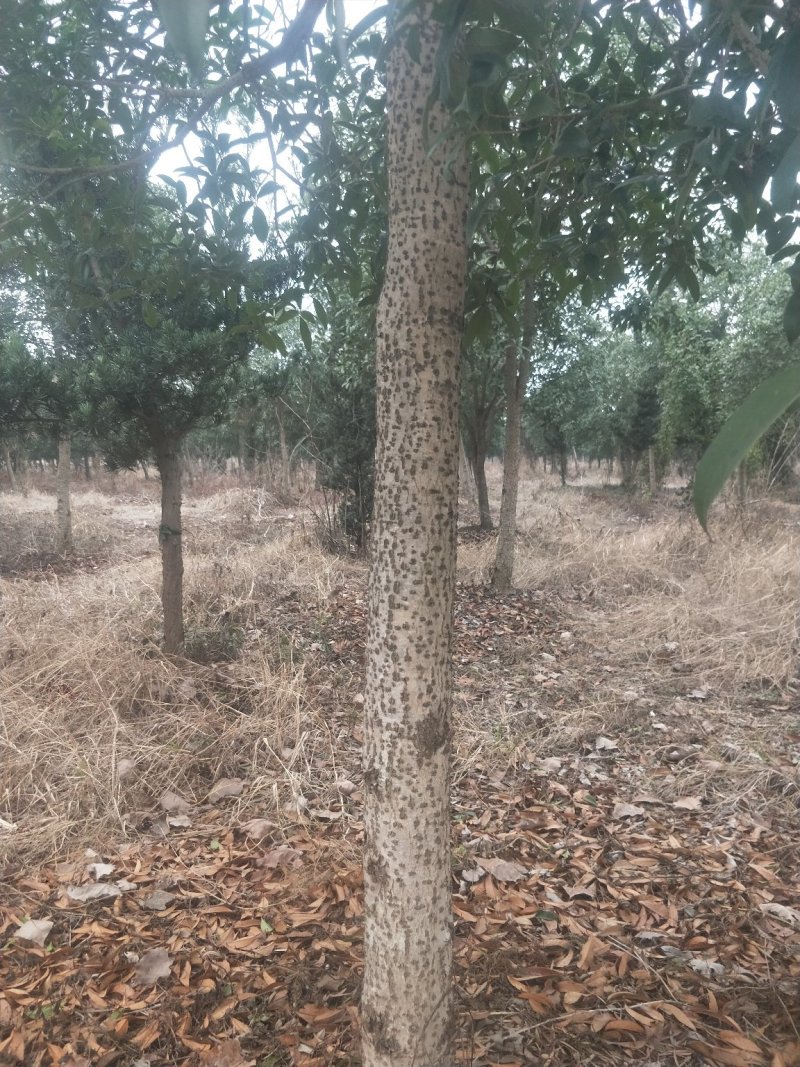 桂花树八月桂.树龄十四年.6000株