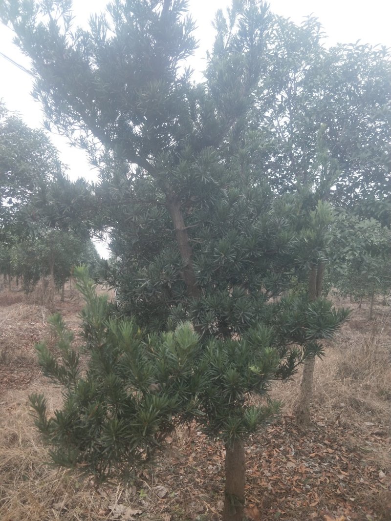 桂花树八月桂.树龄十四年.6000株