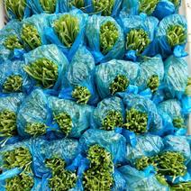 【精品蔬菜】鸡毛菜精品包装百亩基地质量保证0.5包