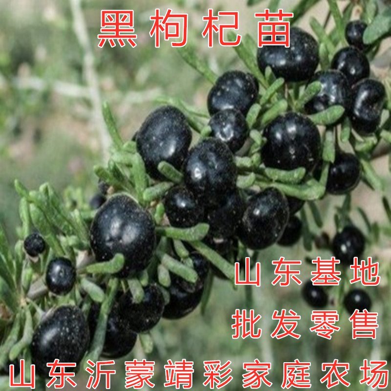 红枸杞苗药用枸杞树苗枸杞苗包成活包品种