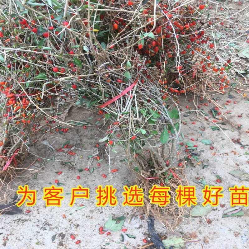 红枸杞苗药用枸杞树苗枸杞苗包成活包品种