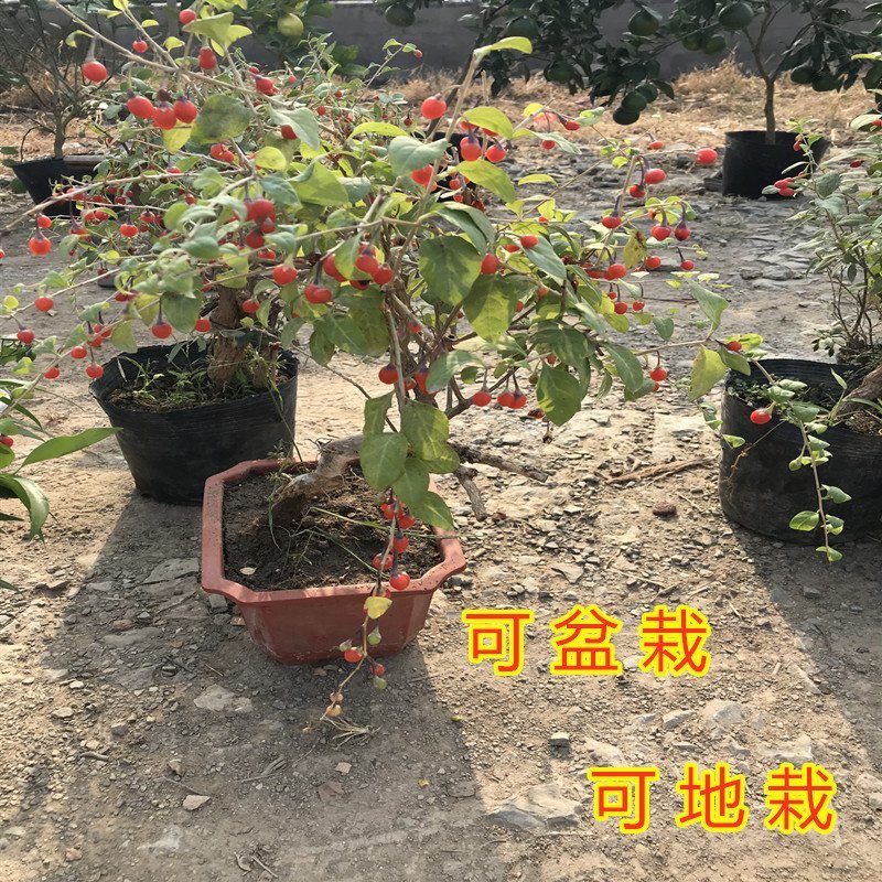 红枸杞苗药用枸杞树苗枸杞苗包成活包品种