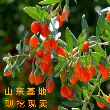 红枸杞苗药用枸杞树苗枸杞苗包成活包品种