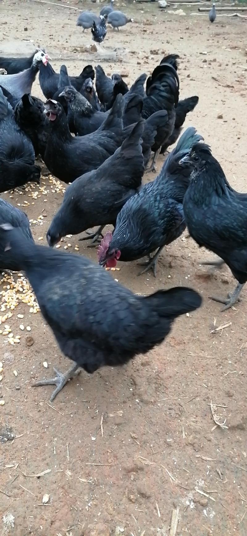 五黑鸡，土鸡种蛋可孵化种蛋出壳达90%