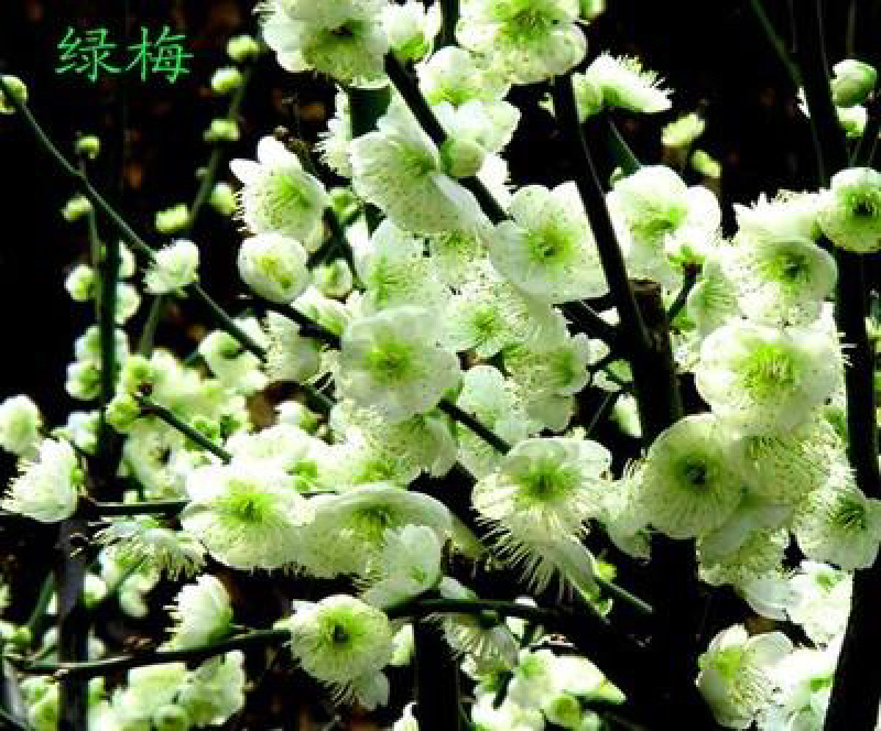 梅花树苗腊梅盆栽浓香型红梅绿梅小苗耐寒花卉阳台绿植