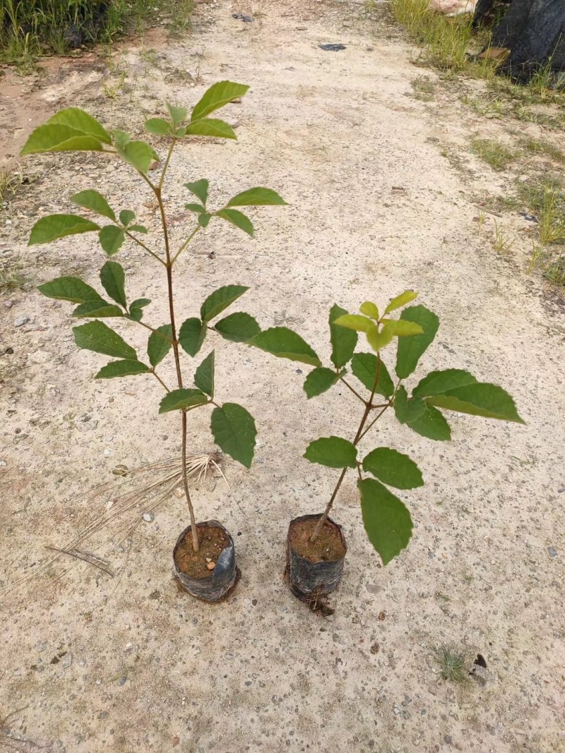 黄花风铃木苗黄花风铃树苗黄花风铃多花风铃木紫花风铃苗