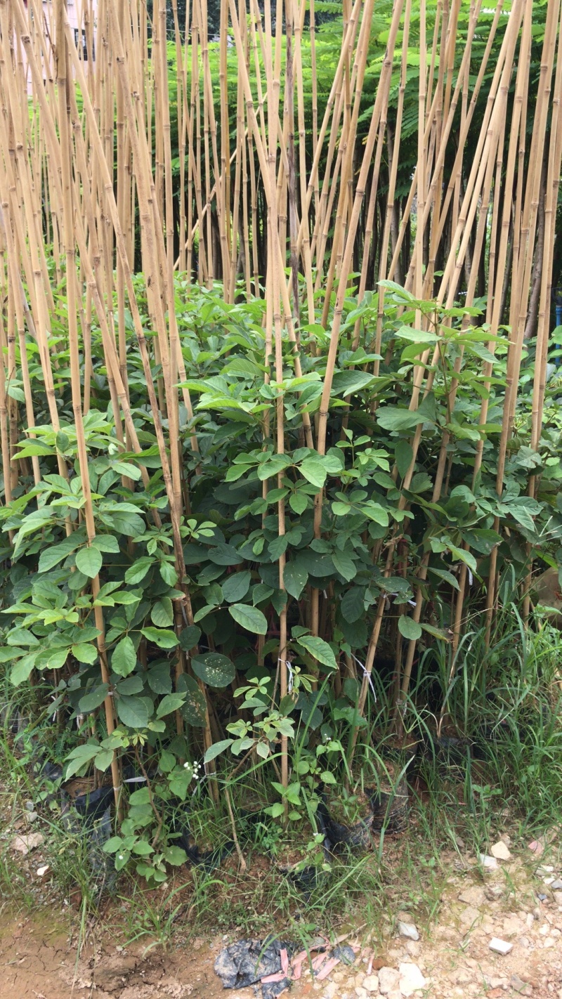 黄花风铃木苗黄花风铃树苗黄花风铃多花风铃木紫花风铃苗