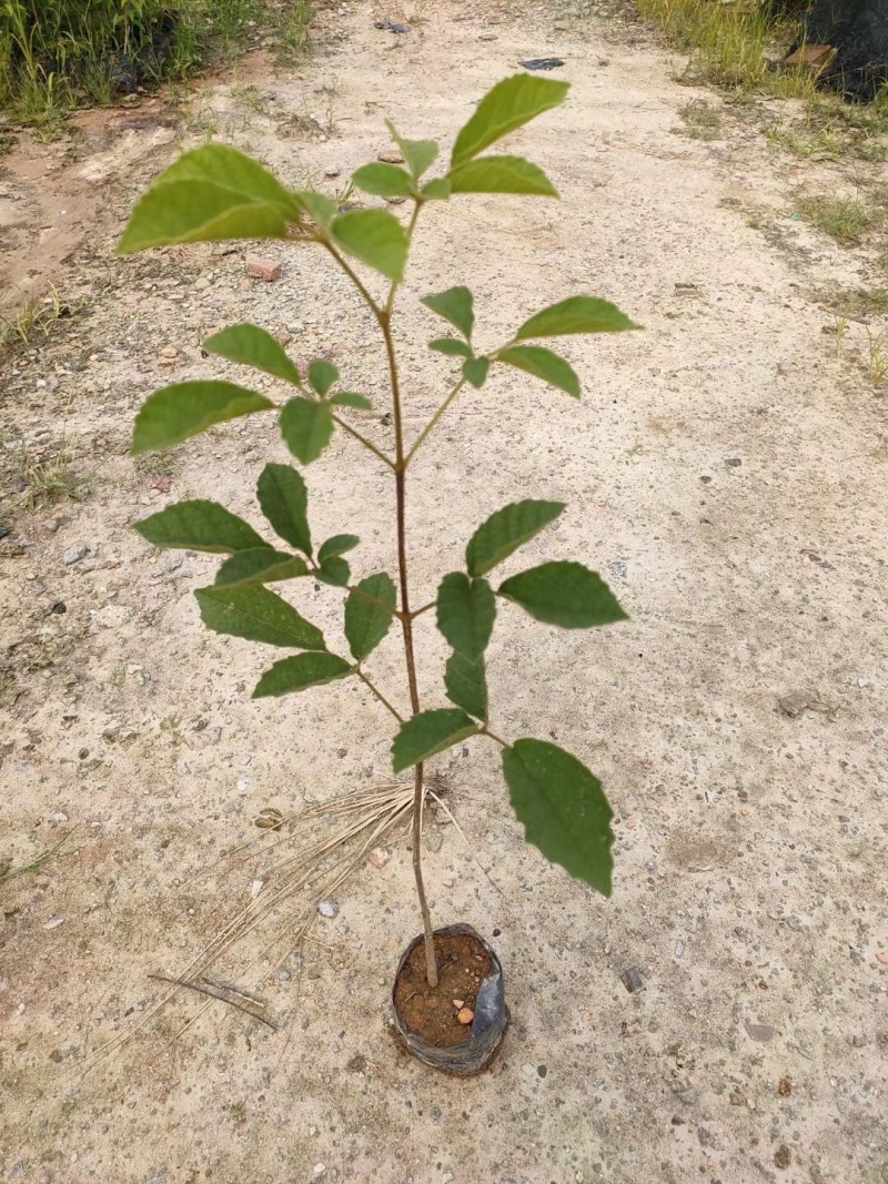 黄花风铃木苗黄花风铃树苗黄花风铃多花风铃木紫花风铃苗