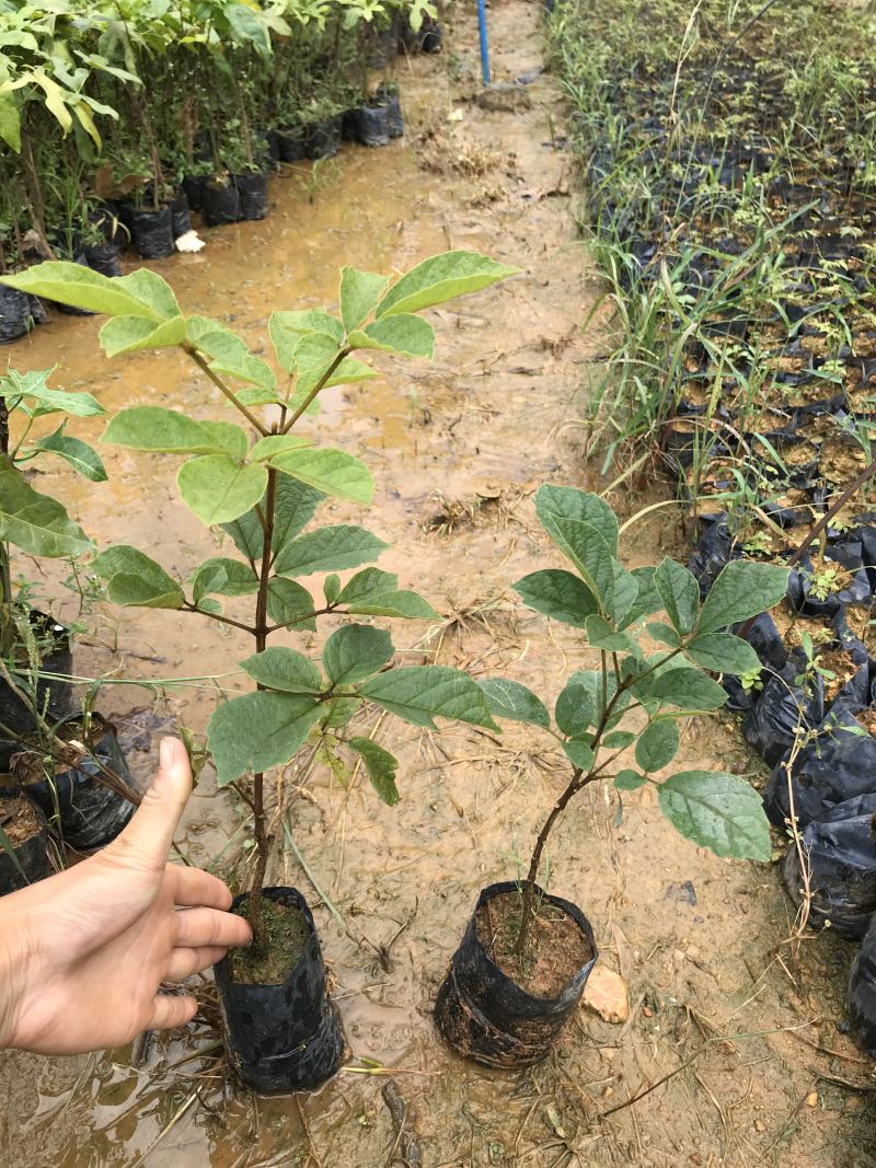 黄花风铃木苗黄花风铃树苗黄花风铃多花风铃木紫花风铃苗