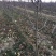 基地批发山楂树粗度4~6公分高度2.5~3米