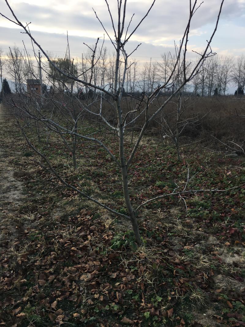 基地批发山楂树粗度4~6公分高度2.5~3米