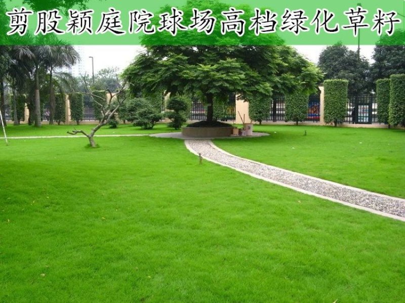 高羊茅种子高羊茅草种高羊茅草坪种子高羊毛草籽四季常青进口