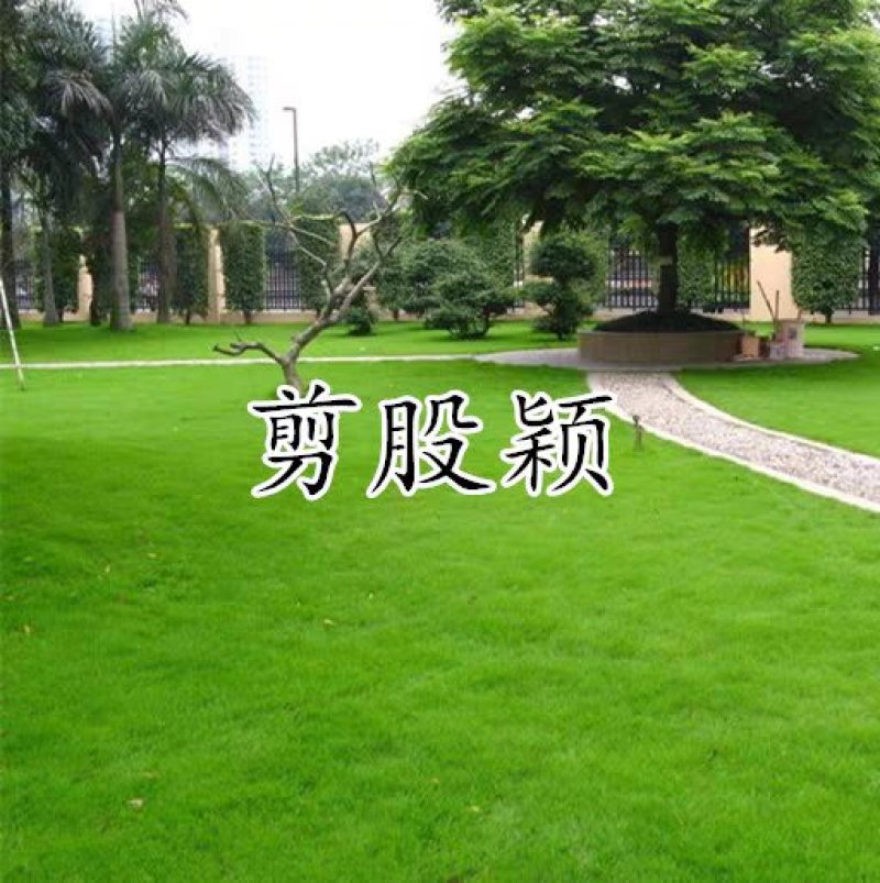 高羊茅种子高羊茅草种高羊茅草坪种子高羊毛草籽四季常青进口